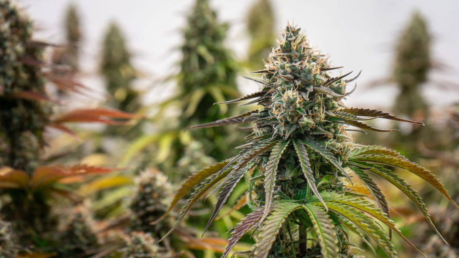 Minnesota Licensed Cannabis Growers and Cultivators: Who's Operating and Where